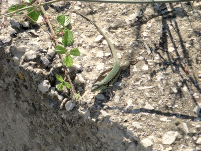 Little lizards, very common.
